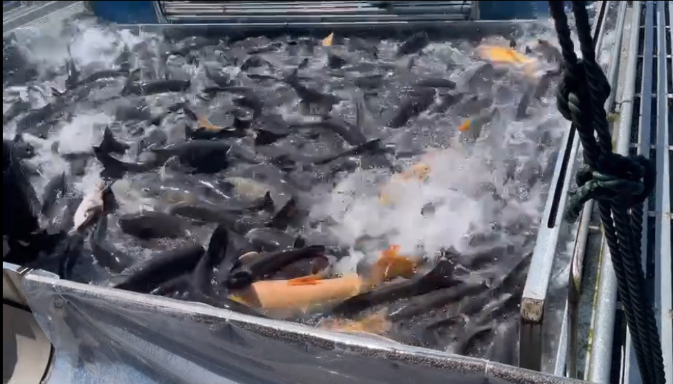 正宗千岛湖大头鱼